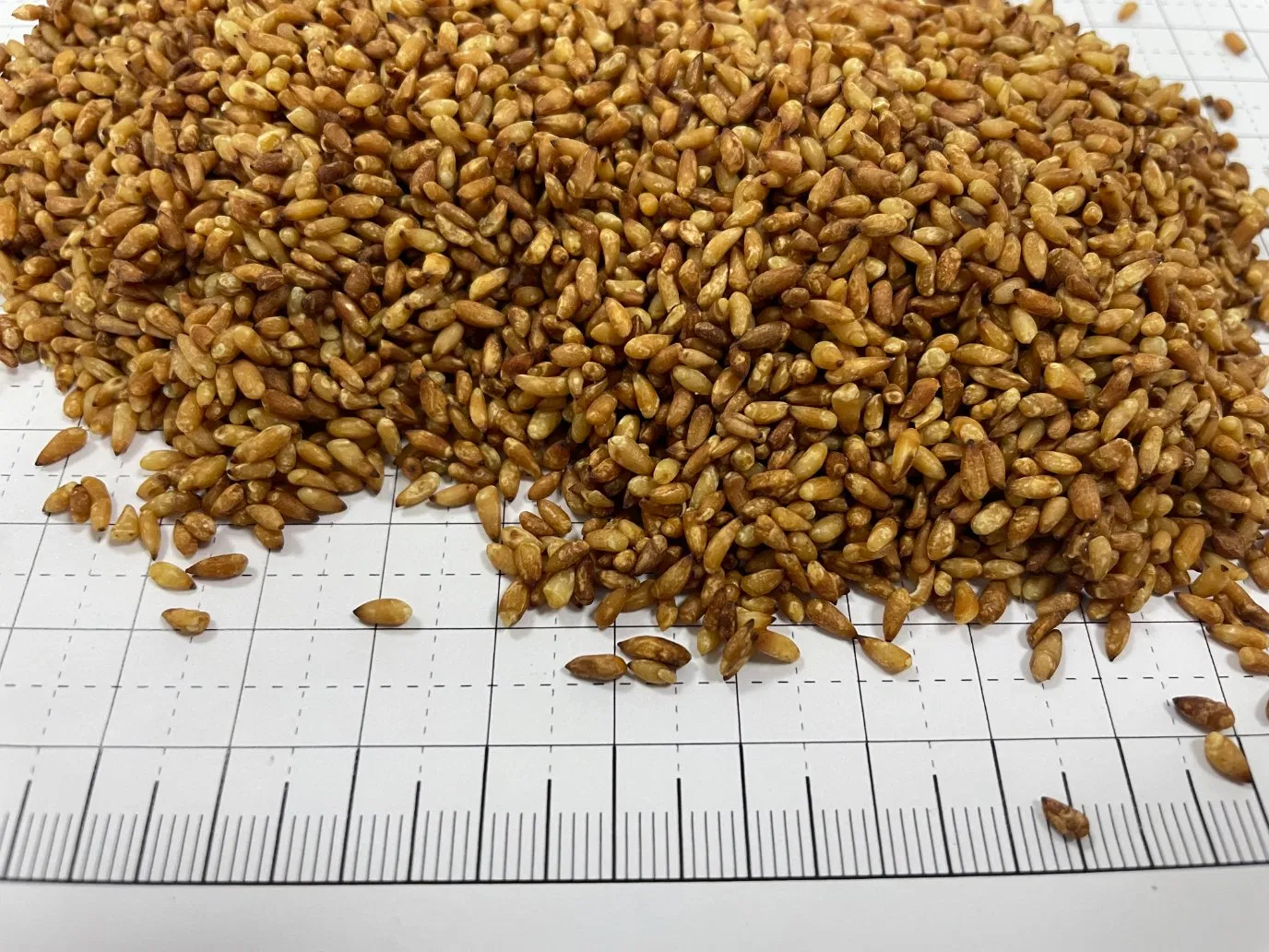 Chao Bai Zi Ren Platycladi Semen Chinese Traditional Herb Natural Dried Herbal Medicine