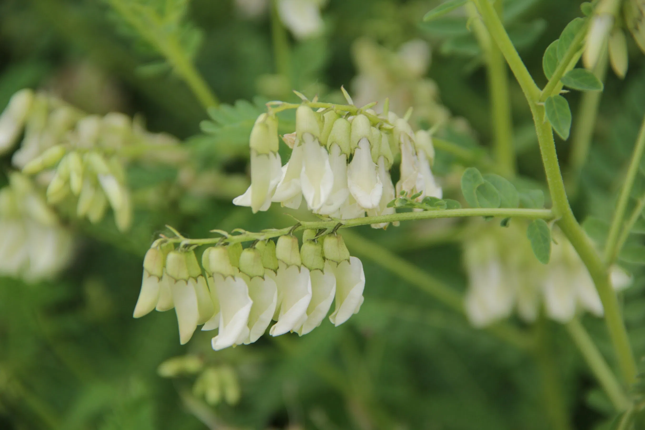 Factory Supply Premium Chinese Herbal Medicine Huang Qi Organic Dried Astragalus