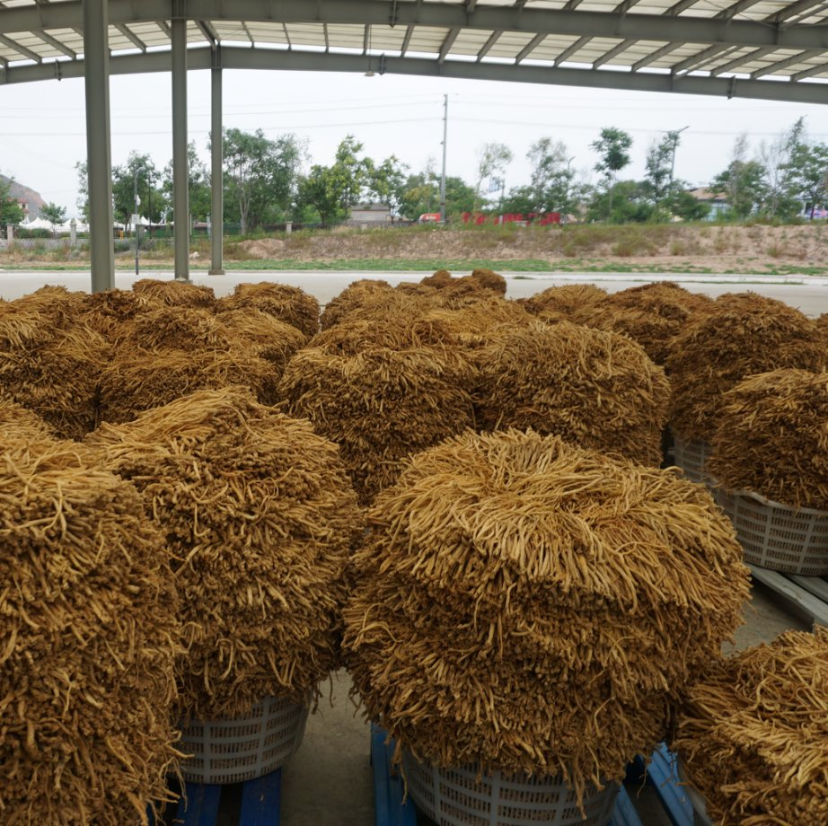 Chinese Pharmacopoeia Approved Herbal Medicine Codonopsis Radix Dang Shen Chinese Herbal Medicine