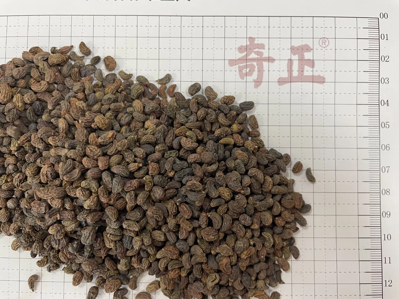 Factory Supply Nv Zhen Zi Wholesale Chinese Herbal Medicine Glossy Privet Fruit Fructus Ligustri Lucidi