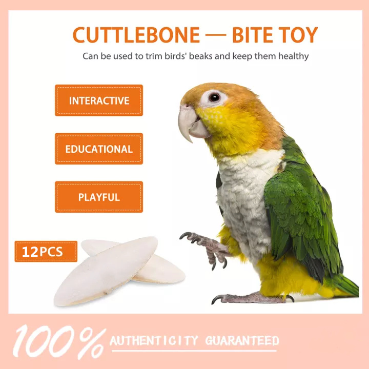 12 PCS Cuttlefish Bone for Bird, Bulk Animals Dried Feed Food, Parrot Natural White Cuttlefish Bone