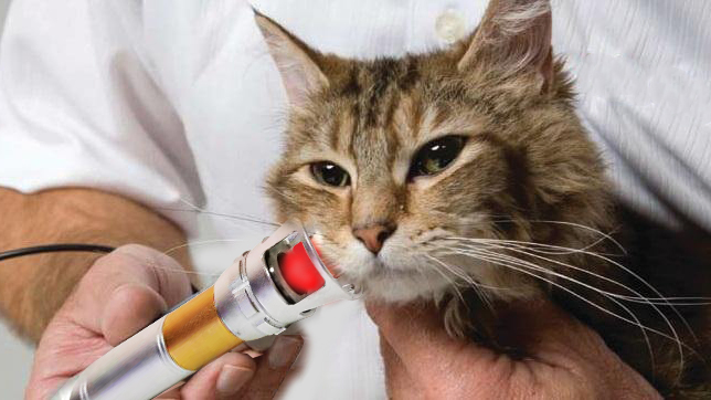 Portable Deep Tissue Lasert Therapy 980nm Therapy Veterinary Laser for Pain Relief Pets Animals Machine