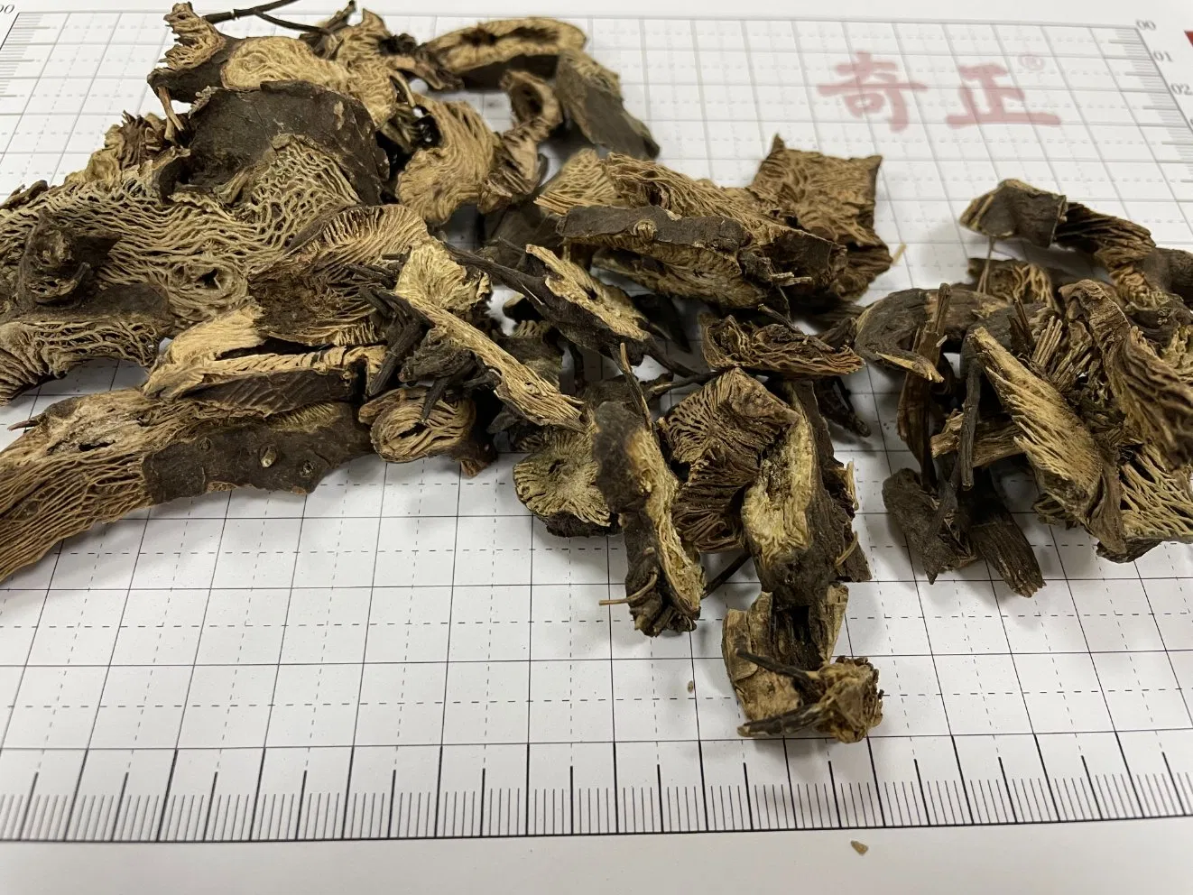 Factory Supply Sheng Ma High Quality Herbal Medicine Cimicifuga Dahurica