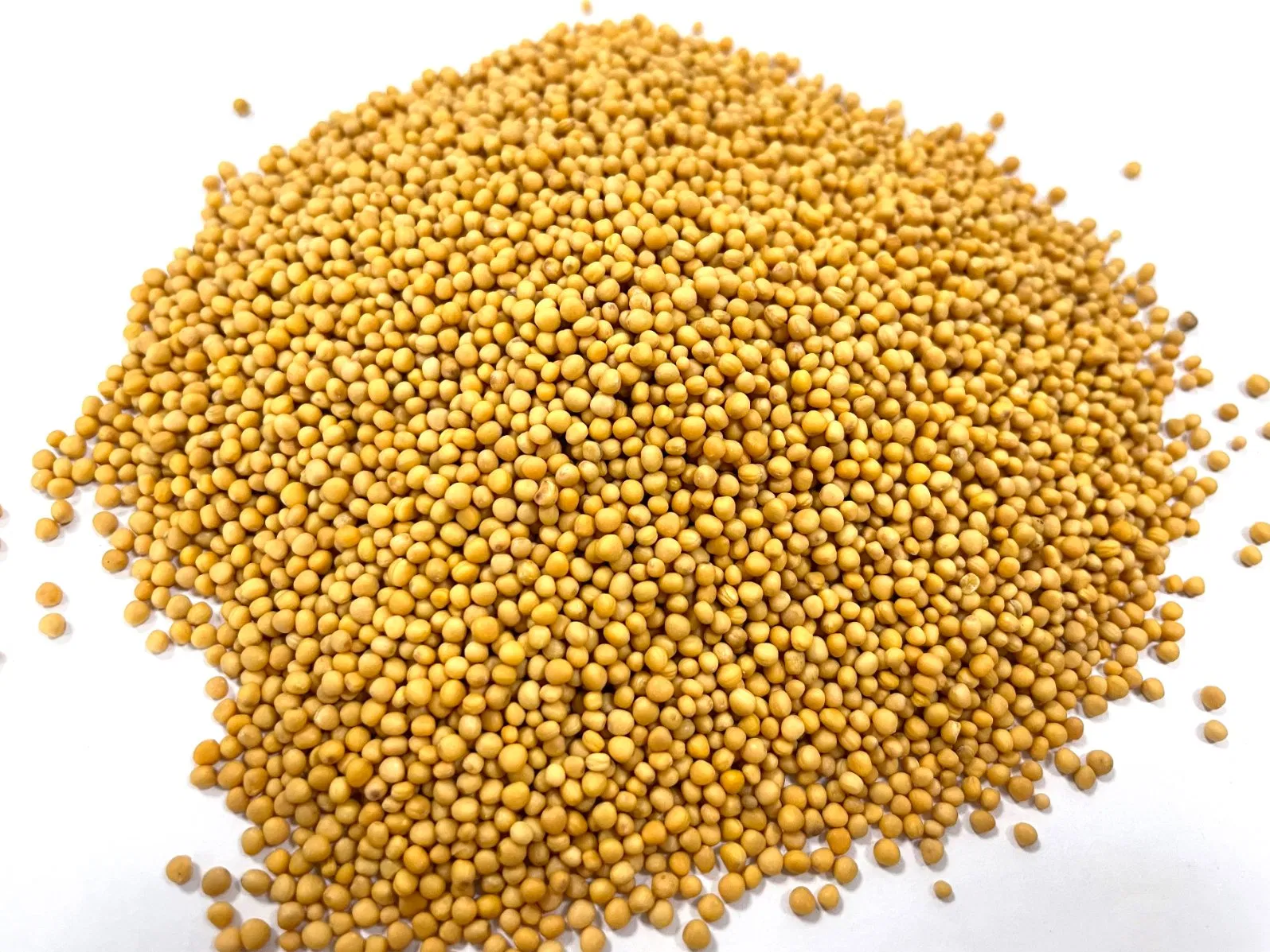 Chao Jie Zi Sinapis Semen Hot Sale Chinese Traditional Herb Natural Dried Fried Herbal Medicine