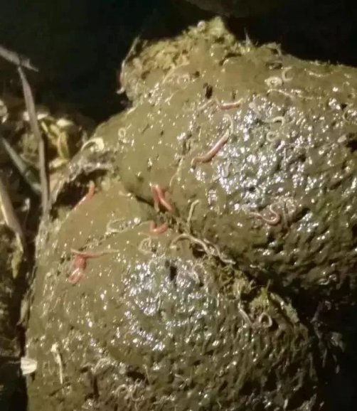 Veterinary Antiparasitic Drugs Albendazole Paste for Horses