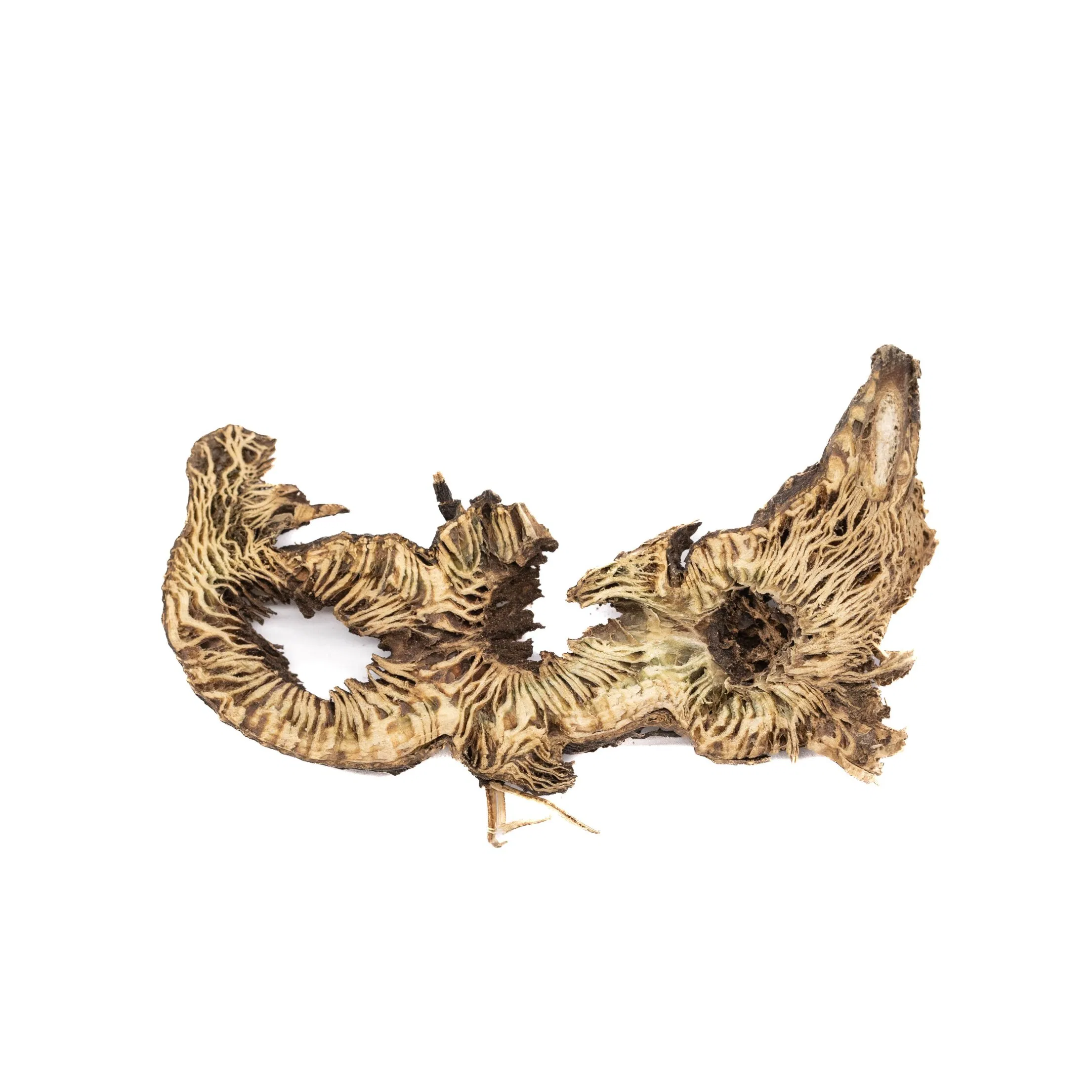 Factory Supply Sheng Ma High Quality Herbal Medicine Cimicifuga Dahurica