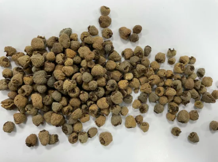 Chinese Herbal Fupenzi Liver Kidney Medicine