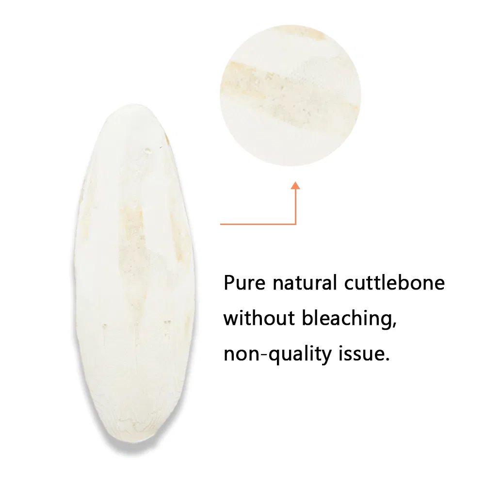 12 PCS Cuttlefish Bone for Bird, Bulk Animals Dried Feed Food, Parrot Natural White Cuttlefish Bone