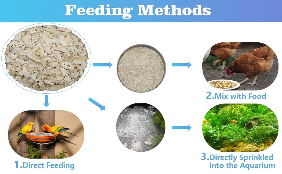 Cuttlefish Bone Chips 6