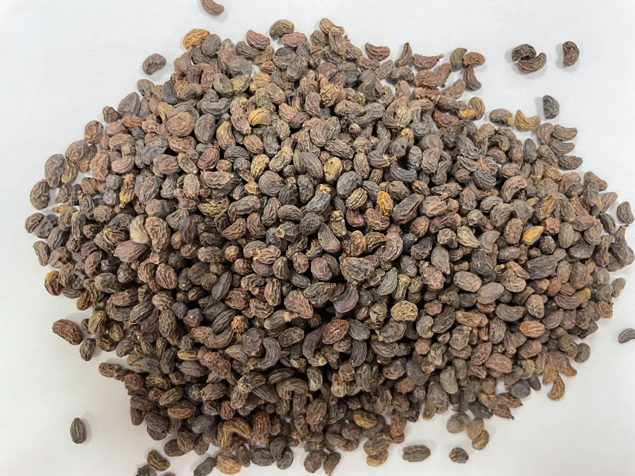 Factory Supply Nv Zhen Zi Wholesale Chinese Herbal Medicine Glossy Privet Fruit Fructus Ligustri Lucidi