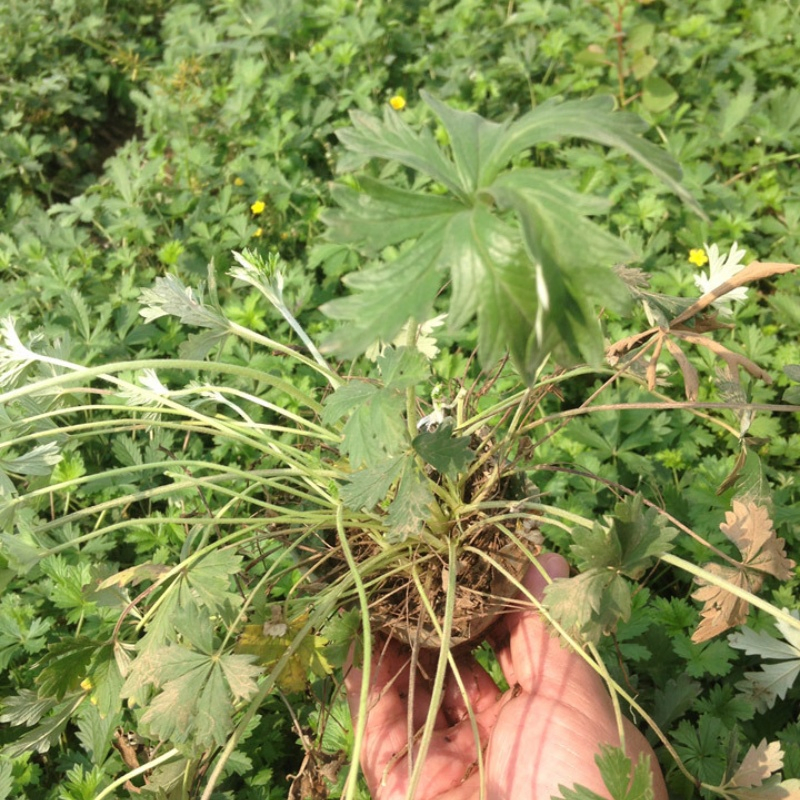 L115 Wei Ling Cai Herbal Products Chinese Traditional Medicine Dried Potentilla Chinensis