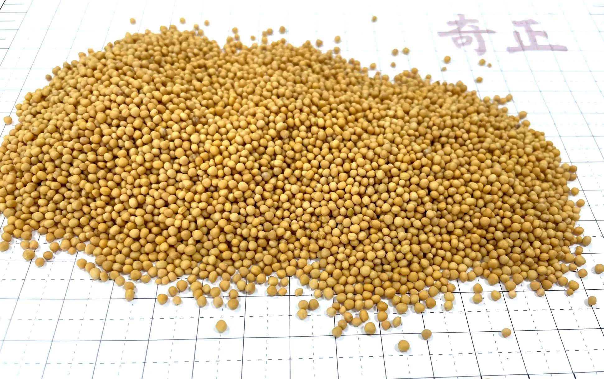 Chao Jie Zi Sinapis Semen Hot Sale Chinese Traditional Herb Natural Dried Fried Herbal Medicine