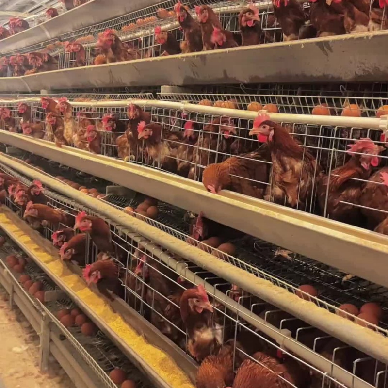 Galvanized Layer Chicken Cages Products Plans for 5000 Birds