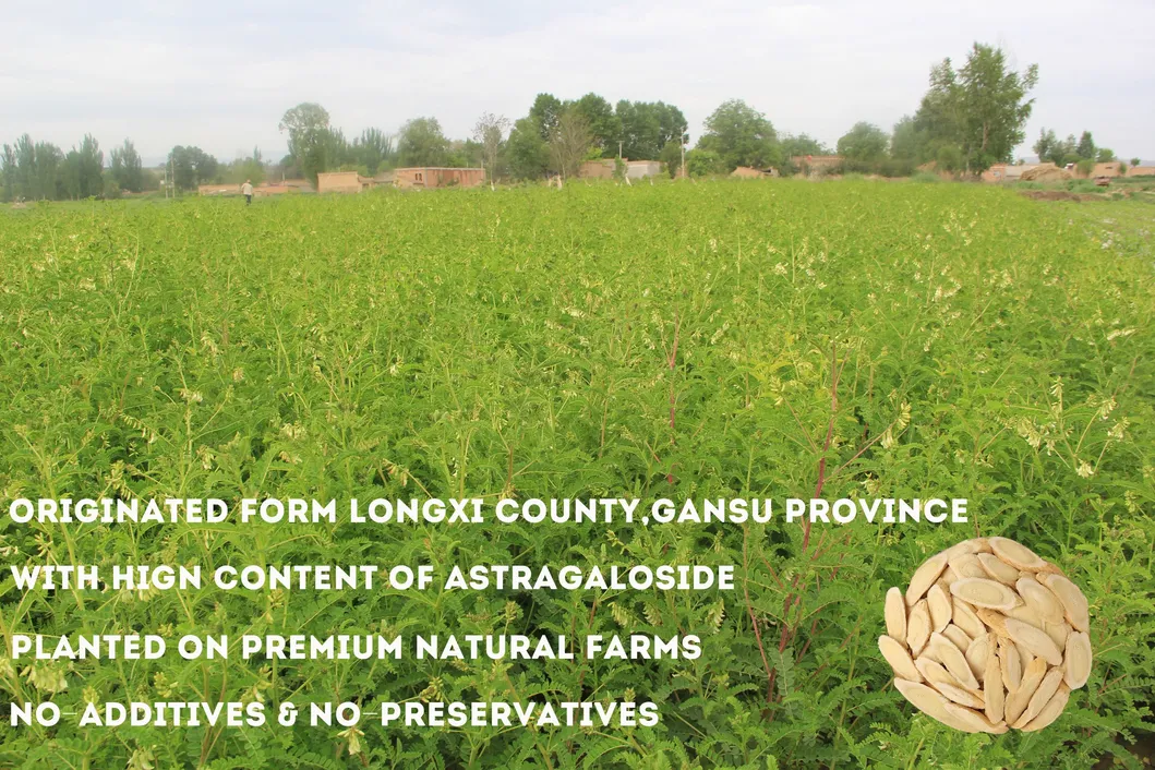 Dried Astragalus Root