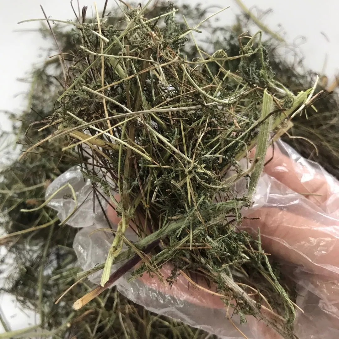 Shi Cao Alpine Yarrow Herb Plant Extract Herbal Medicine Yarrow