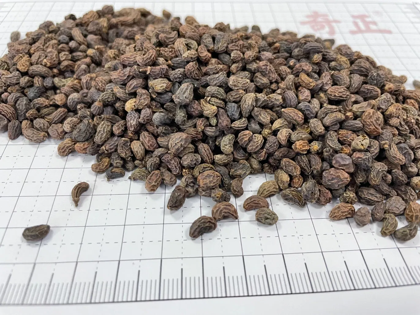 Factory Supply Nv Zhen Zi Wholesale Chinese Herbal Medicine Glossy Privet Fruit Fructus Ligustri Lucidi