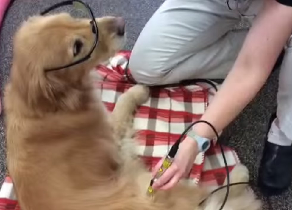 2024 Best Sale 60W 980nm Laser Veterinary Diode Laser Therapy Equipment for Animals Vet Clinic