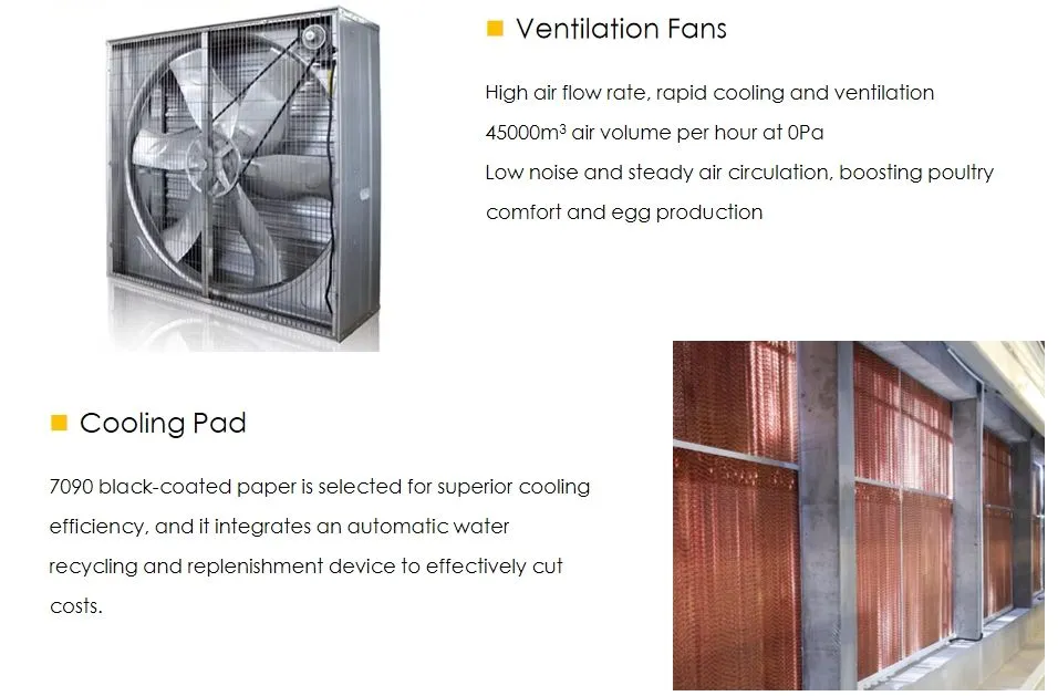 Automatic Modern Layer Duck Cage Complete Automatic Poultry Farming System
