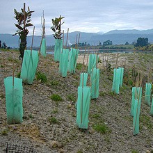 Tree Guard 3