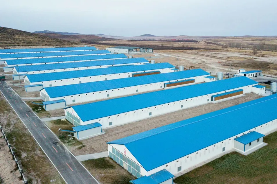 Automatic Modern Layer Duck Cage Complete Automatic Poultry Farming System