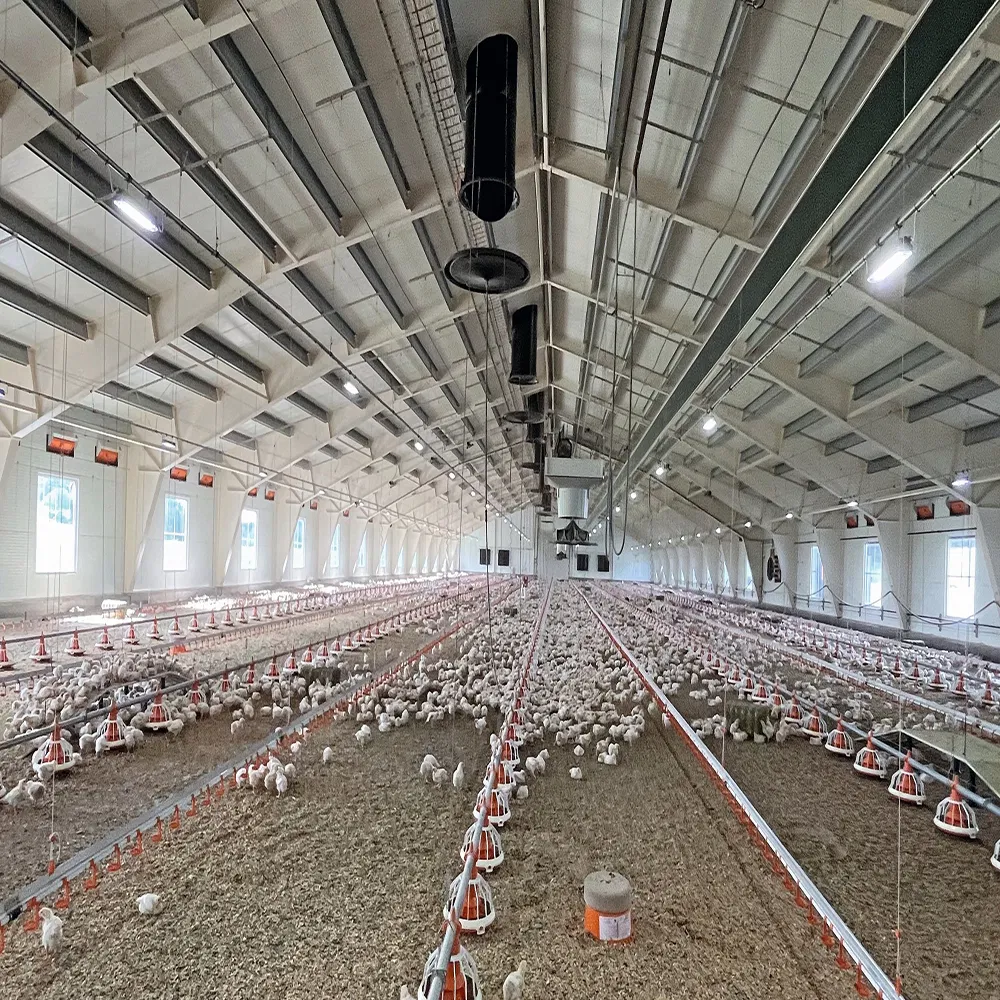 Steel Structure Poultry Farm