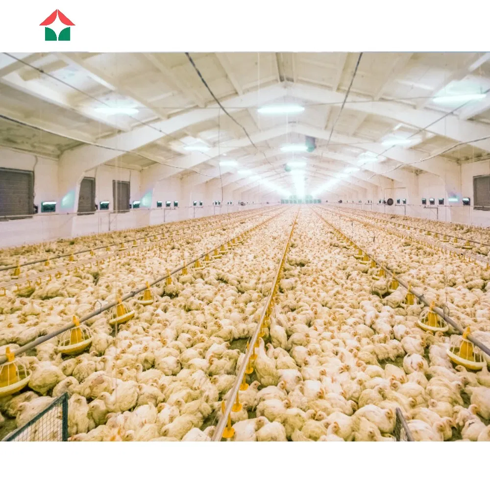 Modern Design Fully Automated Insulated Panel Prefabricated Light Construction Poultry Farms Steel Structure Building Shed Broilers Layers Chicken House