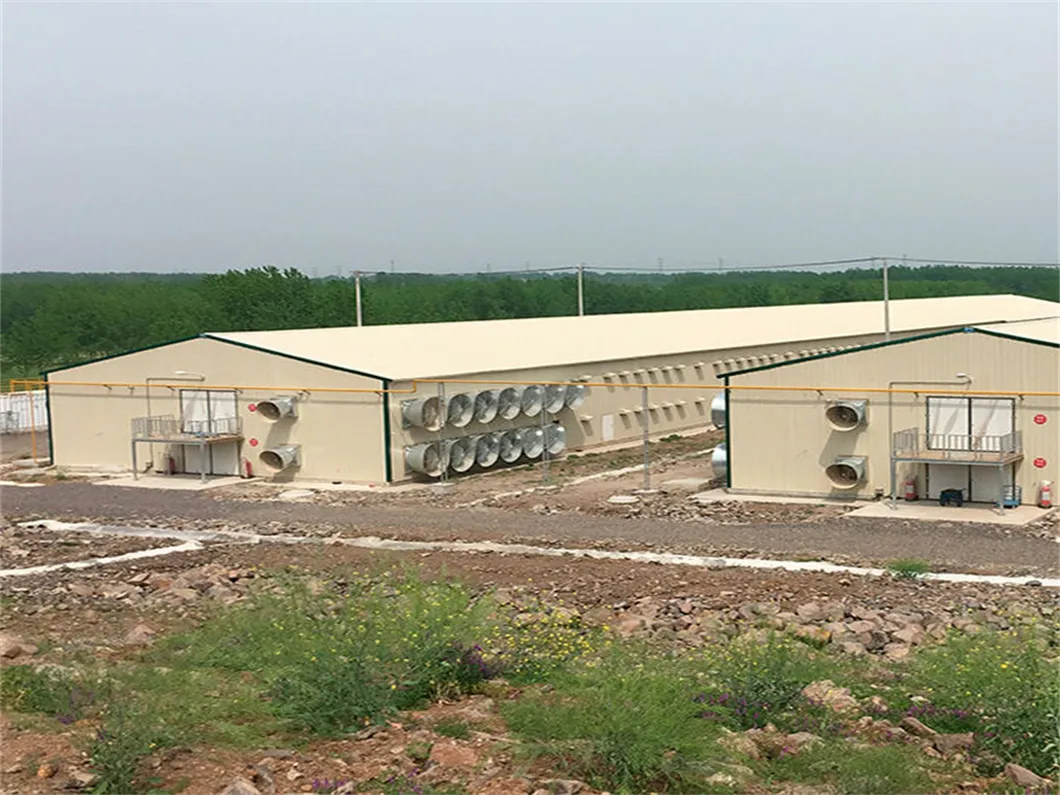 Steel Structure Livestock Building