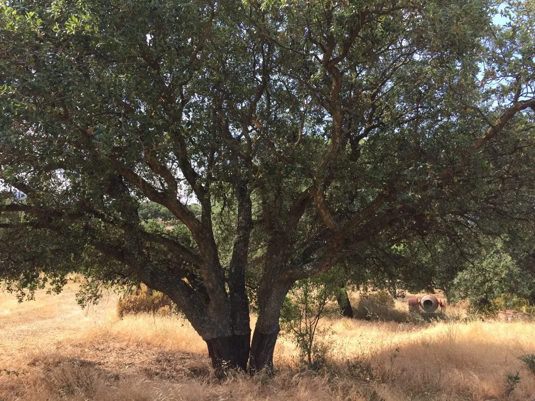 Cork Oak Bark Raw Material