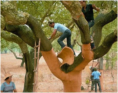 Cork Bark Raw Material