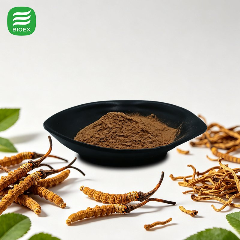 Pure Natural Cordyceps Extract Standardized Cordycepin 8% and Polysaccharides 50% for Dietary Supplements