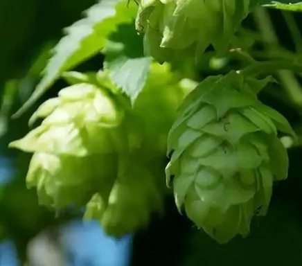Natural Pure Hops Extract Hops Flower Extract