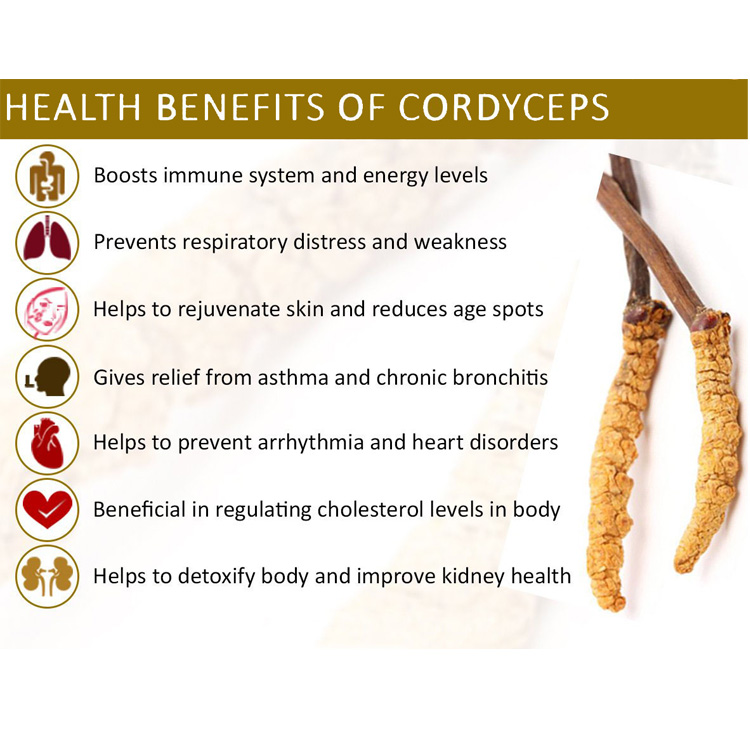 Water Soluble Cordyceps Sinensis Yarsagumba Extract Powder