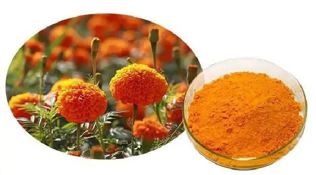 Lutein Ester 5% 10% Natural Marigold Flower Extract Powder