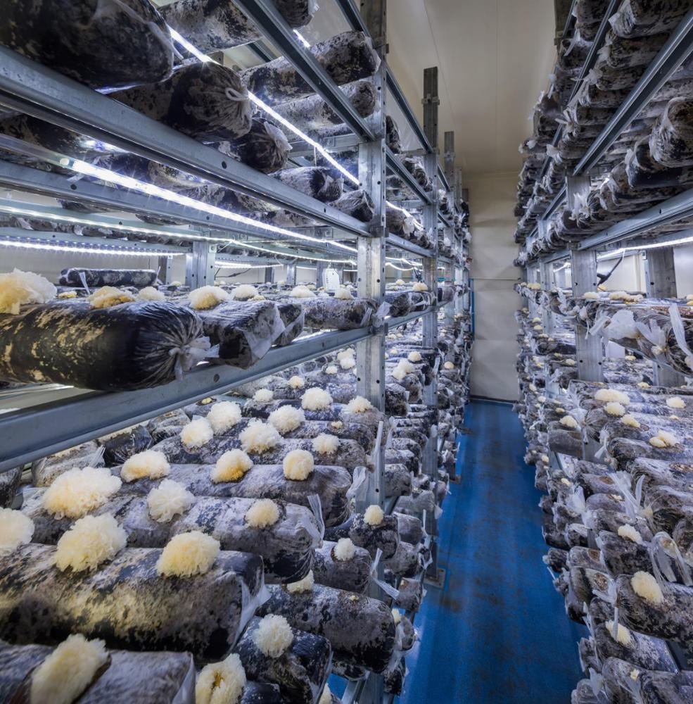 20ft Intelligent Containerized Mushroom Planting Room For White Mushroom Oyster Mushroom Shiitake