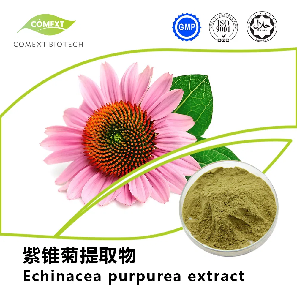 Echinacea Purpurea Extract