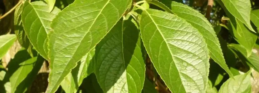 Eucommia Ulmoides Extract