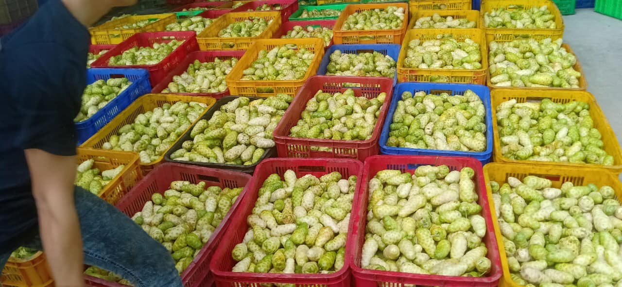 Noni Fruit Oil Display 4