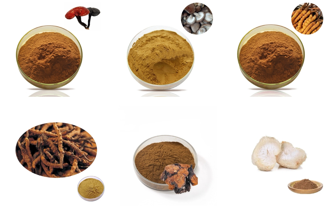 Mushroom Extract Blends