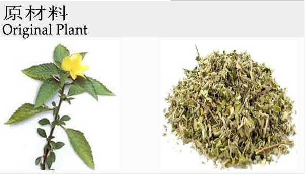 100% Damiana Leaf Extract Powder Aphrodisiaca Extract 10:1
