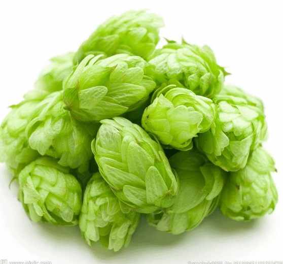 Wholesale High Quality Hops Flower Extract Powder Hops Extract 10: 1