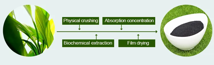 Organic Natural Seaweed Extract for Enhanced Plant Growth and Health