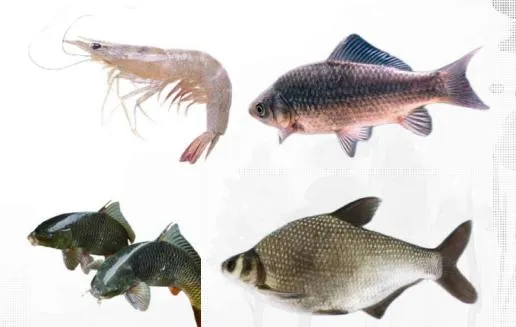 Aquatic Application