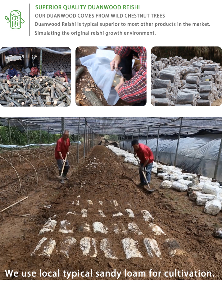 Reishi Cultivation