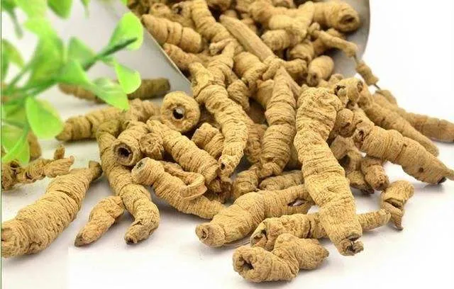 Herbal Extract Morinda Officinalis Extract Powder