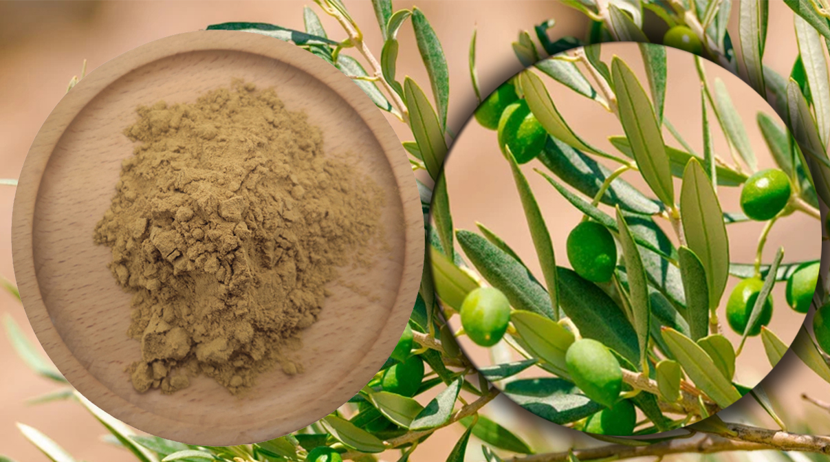 Olive Leaf Description