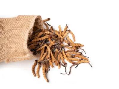 Water Soluble Cordyceps Sinensis Yarsagumba Extract Powder