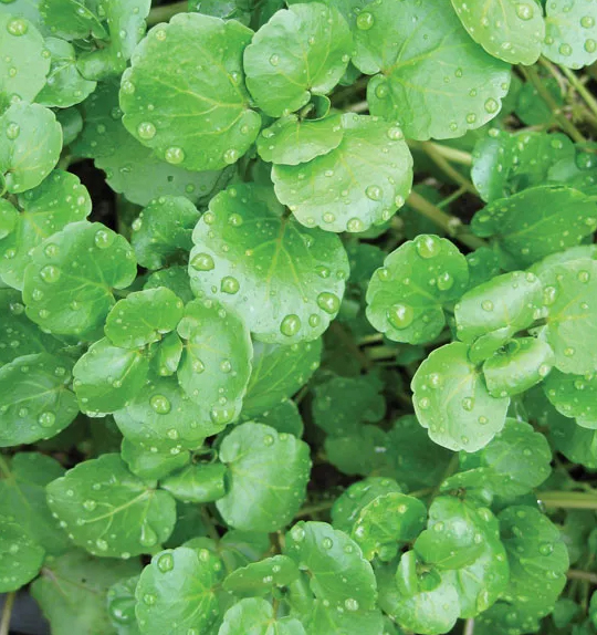 Bulk Supply Pure Nature Watercress Extract High Grade Watercress Extract Powder