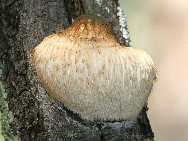 Hericium Powder 6