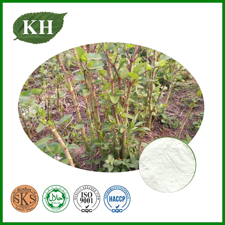 High Standard 98% Resveratrol Polygonum Cuspidatum Extract
