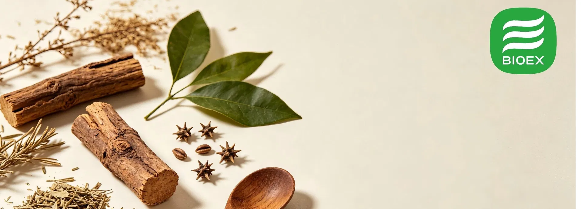 High Quality Echinacea Extract 7% Polyphenols by HPLC for Nutraceutical Production